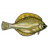 穴場釣りの魚イラスト カレイ